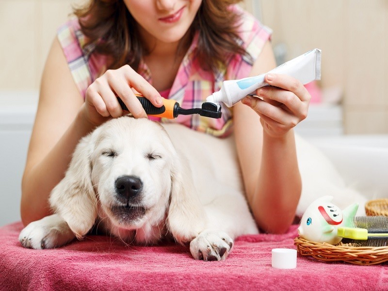 Навіщо собаці потрібно чистити зуби?