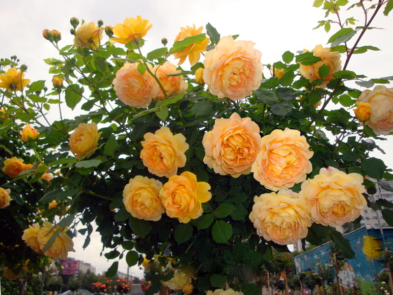 Зимостійкі сорти троянд приголомшливої краси