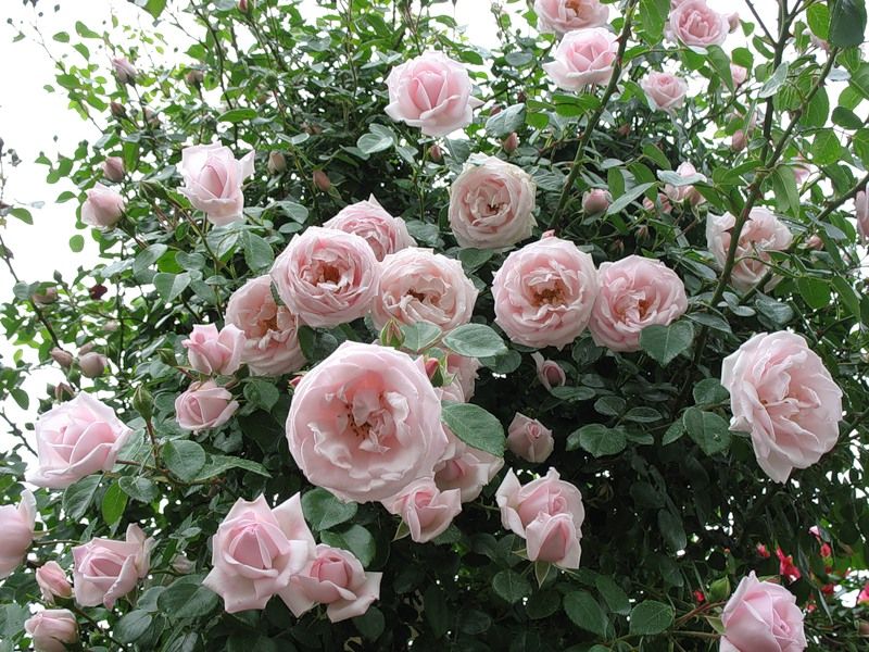 Зимостійкі сорти троянд приголомшливої краси